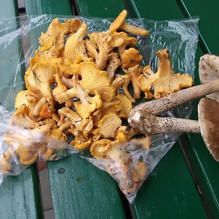 Rozika By Interhome Apartamento