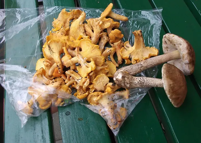 Rozika By Interhome Apartment